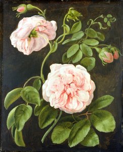 Blomsterstudie